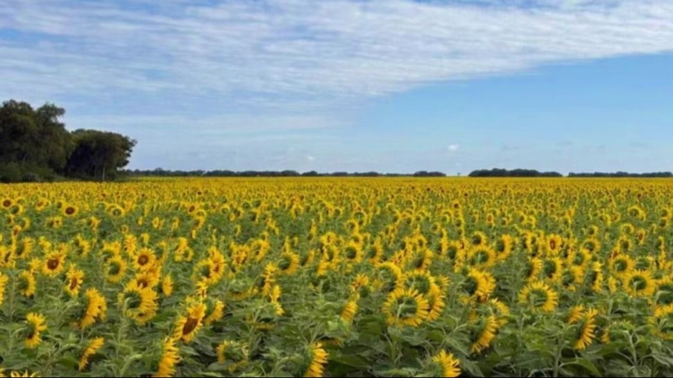 Con India como destino principal, el girasol argentino crece en el mercado mundial