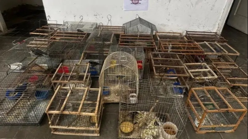 San Juan desarticuló redes de tráfico de fauna: rescataron más de 300 animales y reforzaron controles