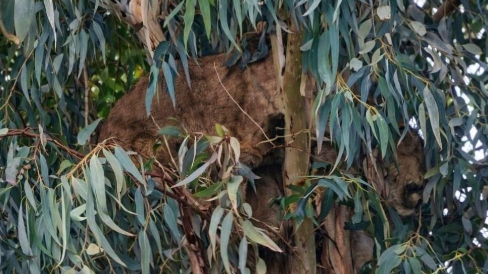 ¿Qué pasó con el puma capturado en el camping Cerro Blanco de Zonda?