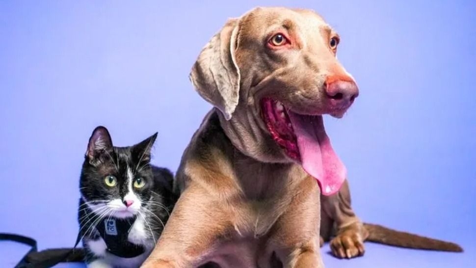 Crece la tendencia de contratar prepagas para cuidar a las mascotas