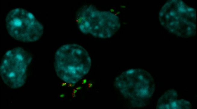 Avance científico en la prevención de enfermedades infecciosas