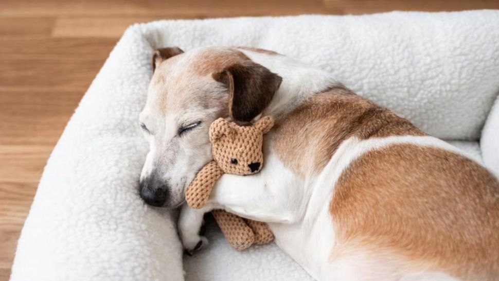 Consejos clave: dónde no poner la cama de tu perro para que descanse