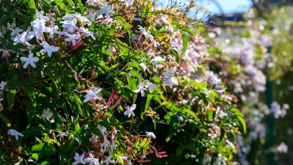 Cuál es la mejor enredadera fragante y de crecimiento rápido para el jardín