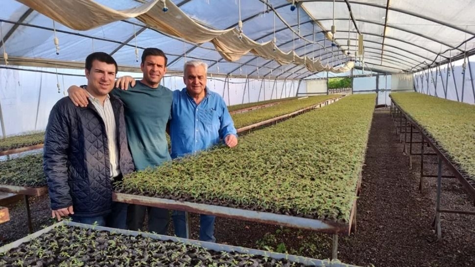 Pistacho: con más del 80% exportado, el cultivo gana terreno en San Juan