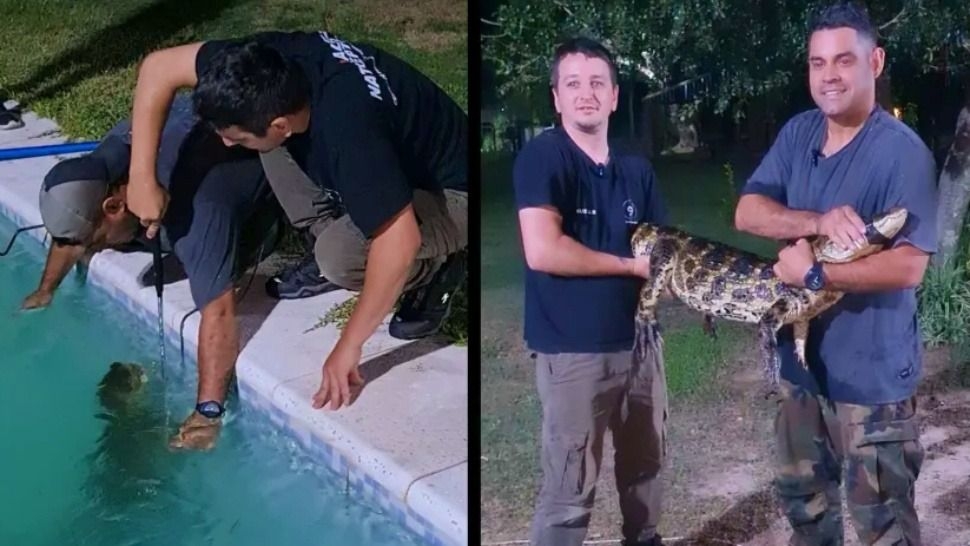 Sorpresa total en Chaco: apareció un yacaré en una pileta
