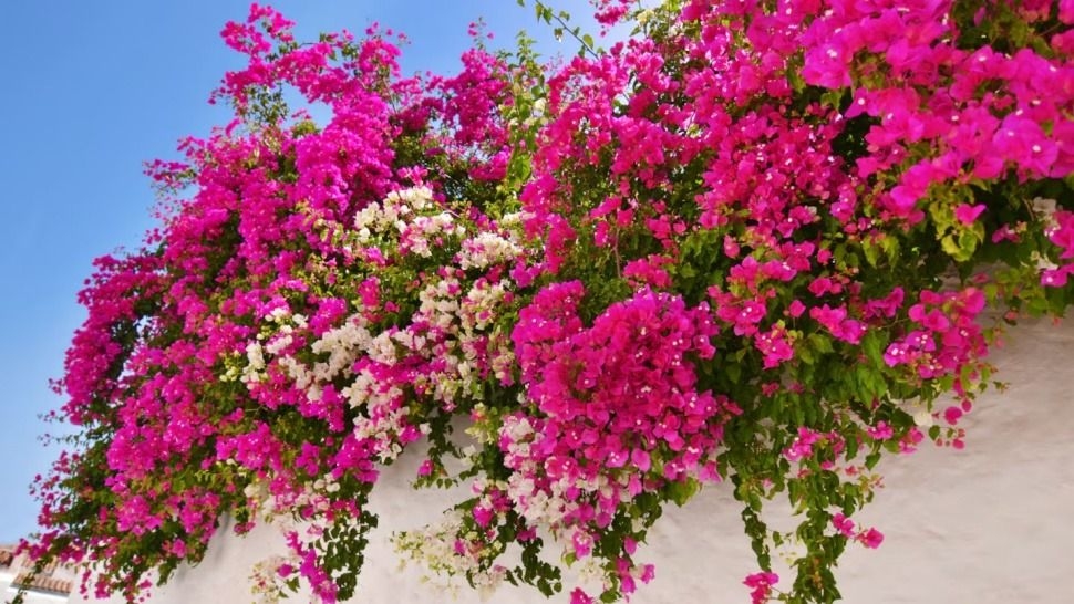 La 'Santa Rita': la enredadora trepadora que crece sola