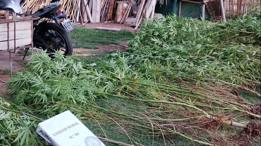 Secuestran aves autóctonas y descubren un invernadero de cannabis en Sarmiento