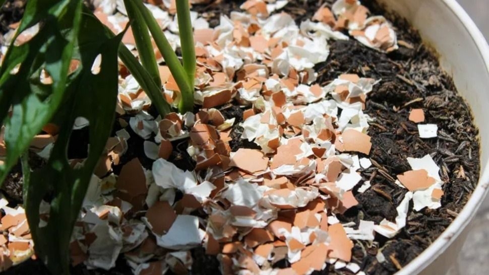 ¿Sirven las cáscaras de huevo para las plantas? Lo que debés saber