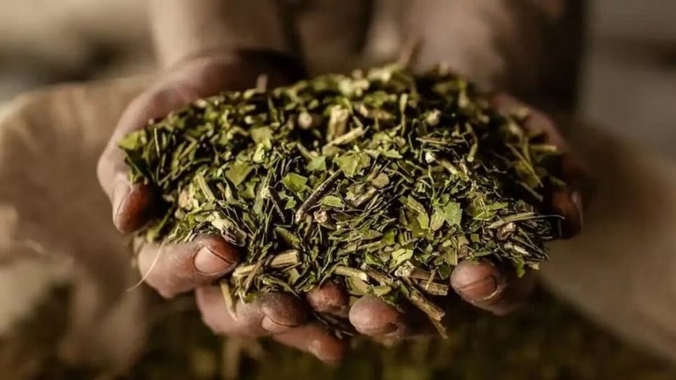 El hijo de Donald Trump apuesta a la yerba mate y mira a las economías regionales