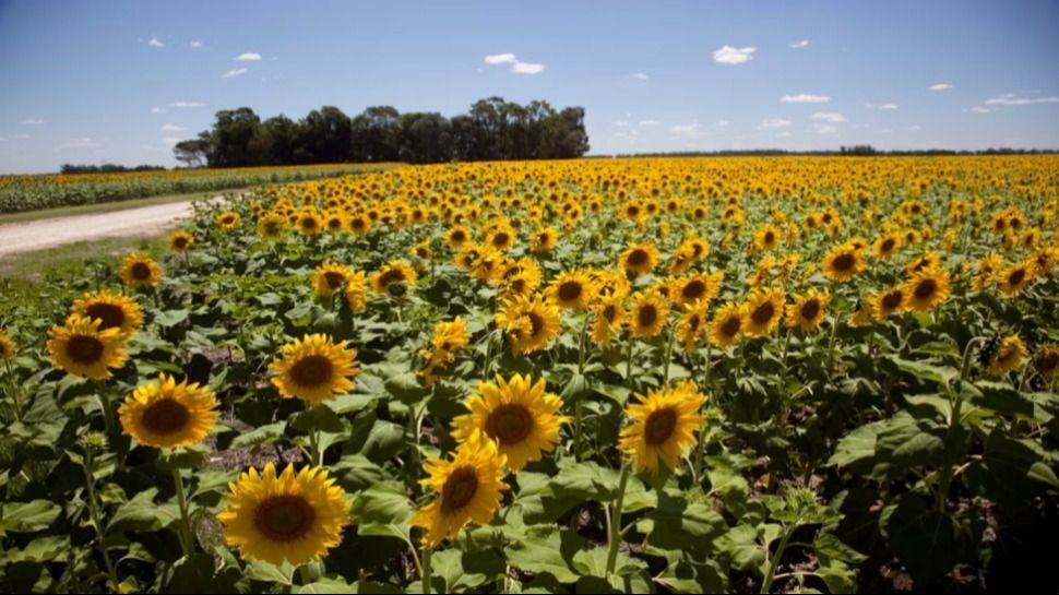 La molienda de girasol alcanzó un récord de 320.000 de toneladas en enero