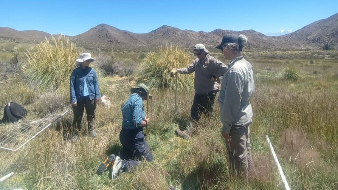 Por primera vez estudian las vegas altoandinas de El Leoncito
