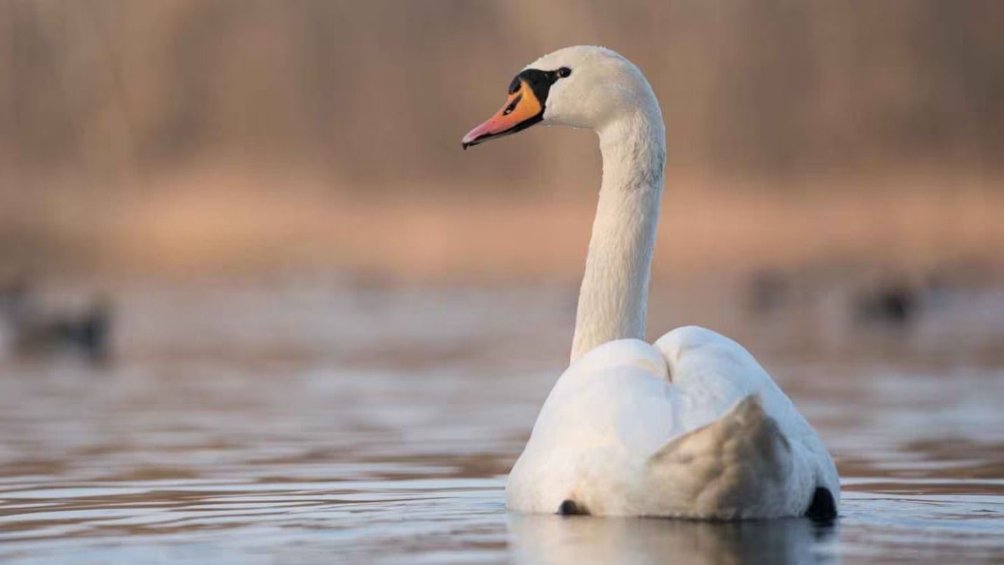 Alerta de influenza aviar: se refuerza la vigilancia ante casos eventuales
