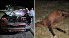 Tragedia en Ruta 20: embistieron y mataron a un caballo