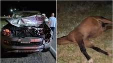 Tragedia en Ruta 20: embistieron y mataron a un caballo