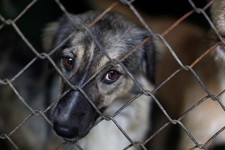 Condenaron a una mujer por maltrato animal y zoofilia en San Juan
