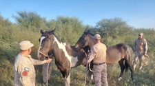 Se realizaron tareas de control animal en 25 de Mayo
