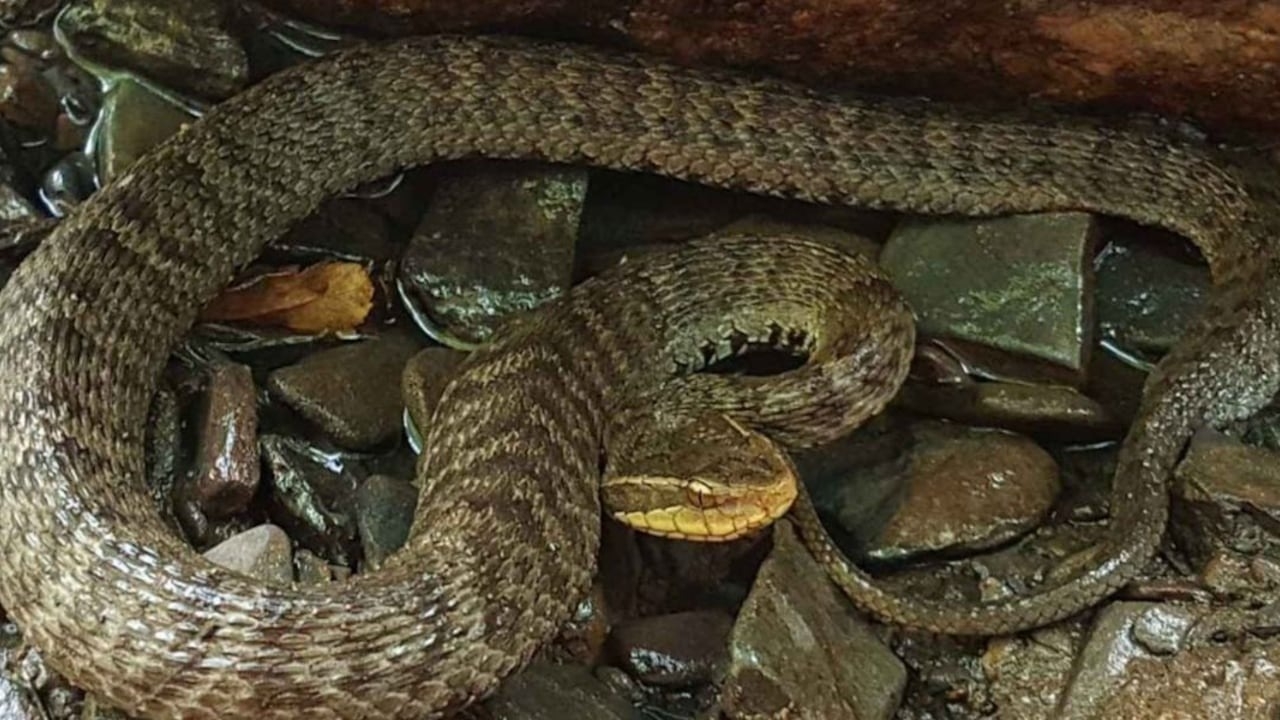 Descubren dos nuevas especies de serpientes en islas de Corea del Sur