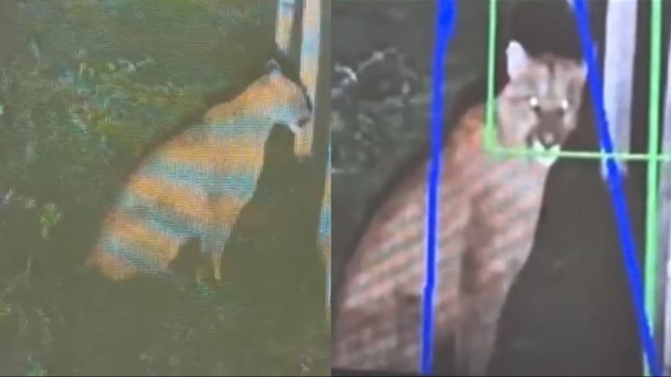 Captaron un puma suelto en un barrio bonaerense que generó temor