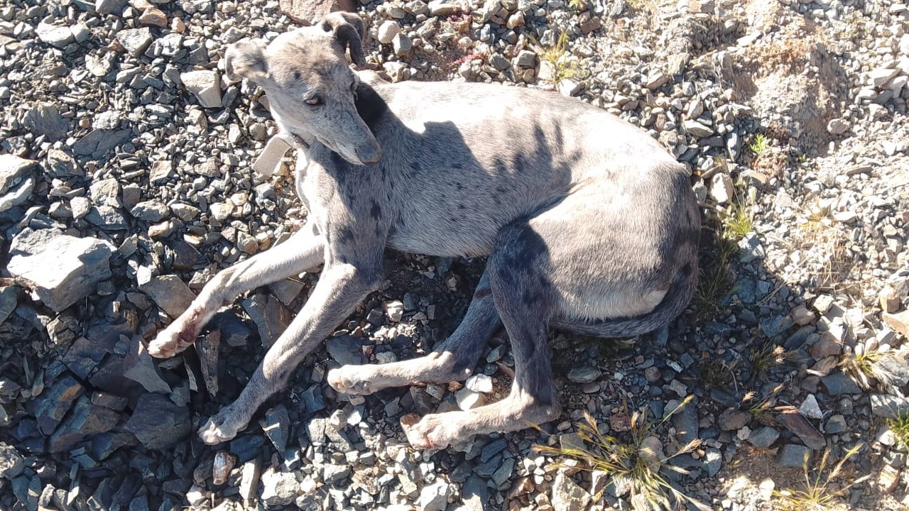 Detuvieron a cazadores con perros galgos en Iglesia