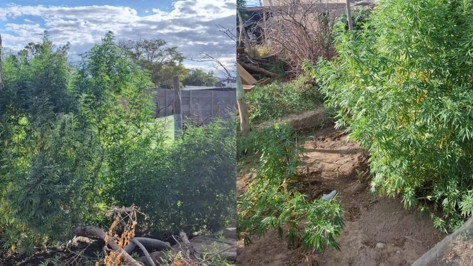 Secuestran 17 plantas de cannabis en una vivienda de Rawson