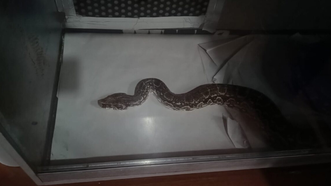 Rescataron 19 serpientes, 39 geckos y 11 arañas en Capital y Pocito