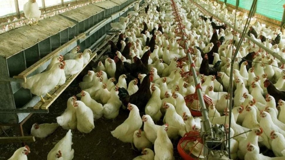 Advierten que el consumo de pollo ronda los 50 kilos por habitante