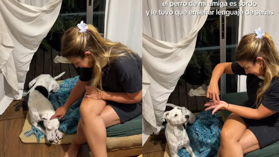 "Oreo", el perro sordo que aprendió lenguaje de señas para salir a pasear: el video que emociona