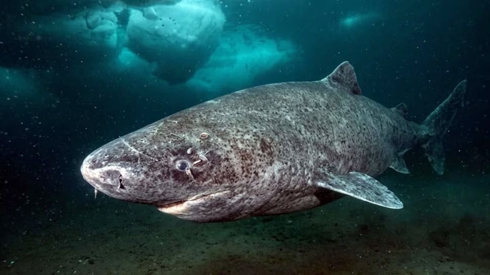 Hallazgo histórico: descubren un tiburón de 399 años