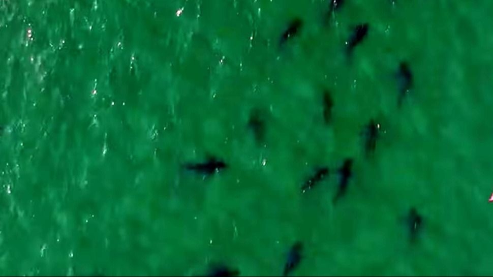 Impactante: avistaron más de 100 tiburones en Río Negro