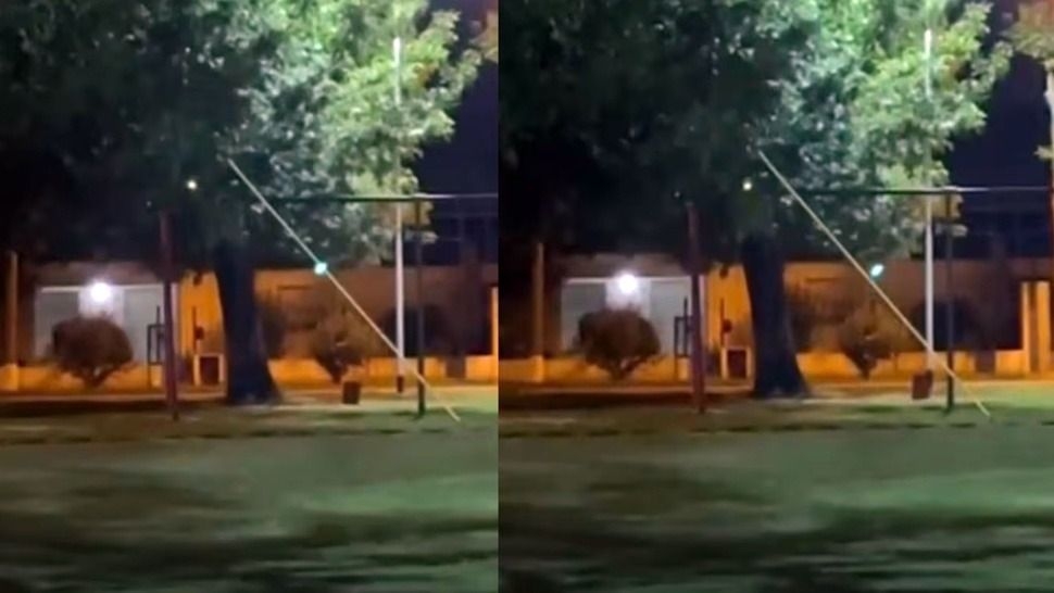 Filmaron una hamaca que se mueve sola y se volvió viral