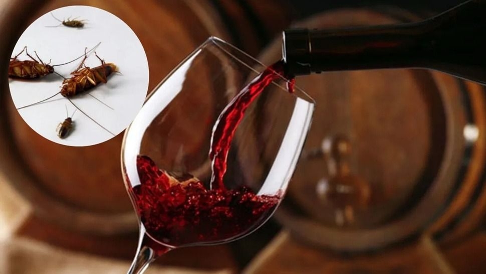 El truco con vino tinto para eliminar cucarachas de la cocina