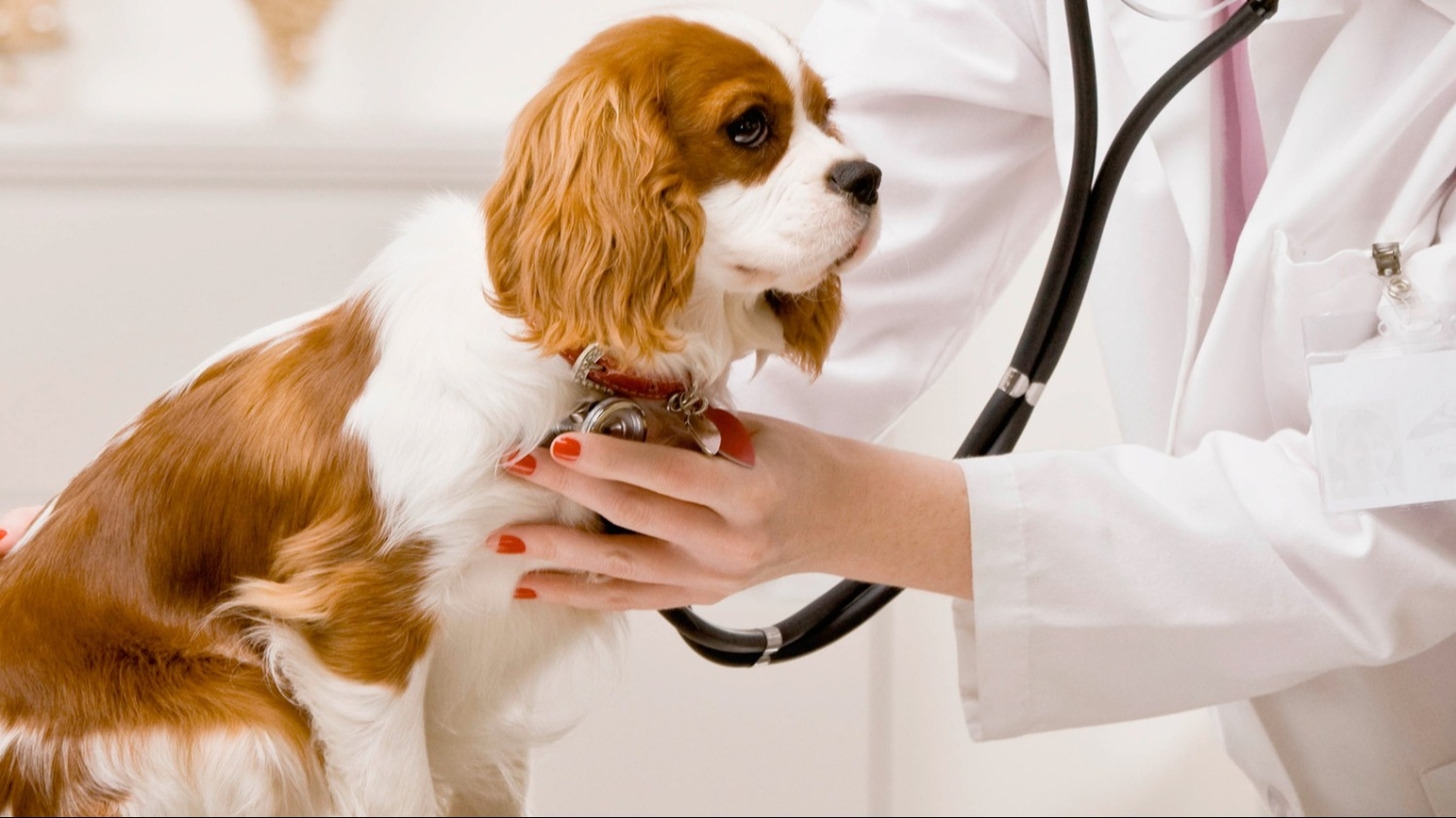 Atender a las mascotas cuesta cada vez más: cuánto sale una consulta veterinaria en San Juan