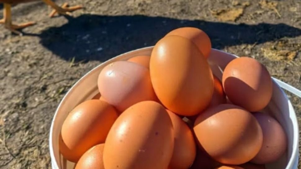 Alerta por los huevos: el 95% de la producción se encuentra en riesgo