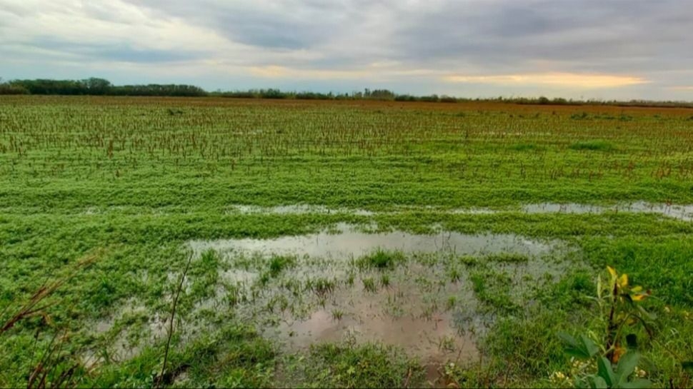 Lluvias desparejas alivian al campo pero generan alertas