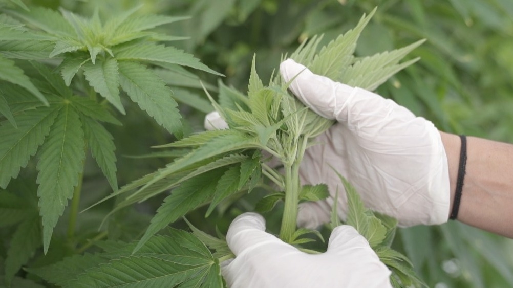 Cannabis medicinal: San Juan impulsa un aceite para tratar párkinson y alzhéimer 