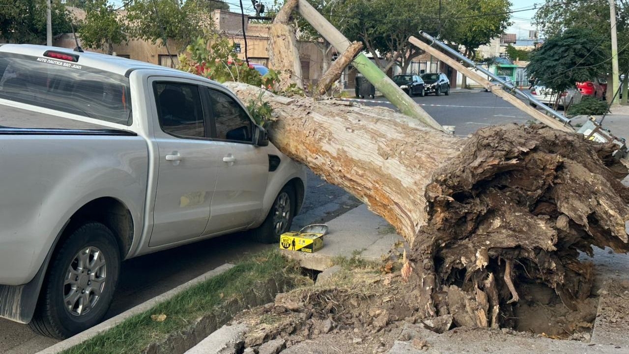 El fuerte viento sur hizo caer a un árbol sobre una camioneta