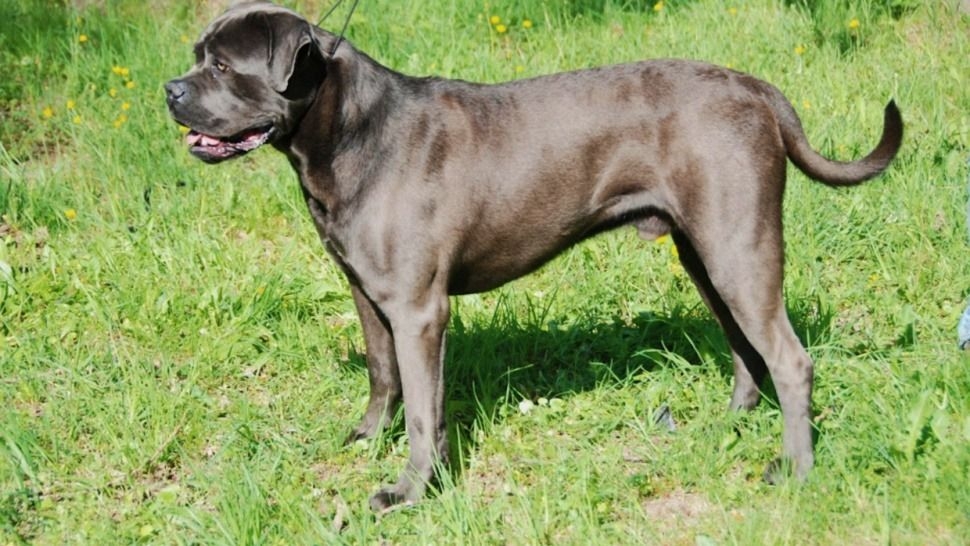 Imputaron a una familia por el ataque de una perra a un niño