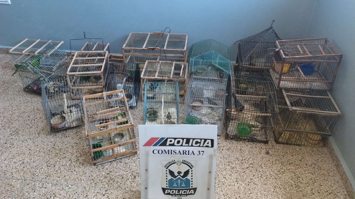 Secuestraron 17 aves silvestres en cautiverio en un barrio de Caucete