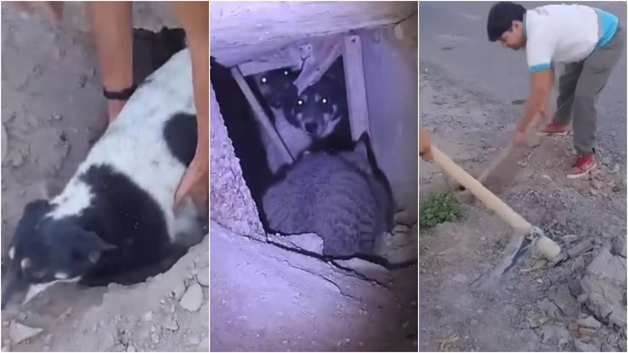 Vecinos rescataron a dos perros y una gata atrapados en una cuneta