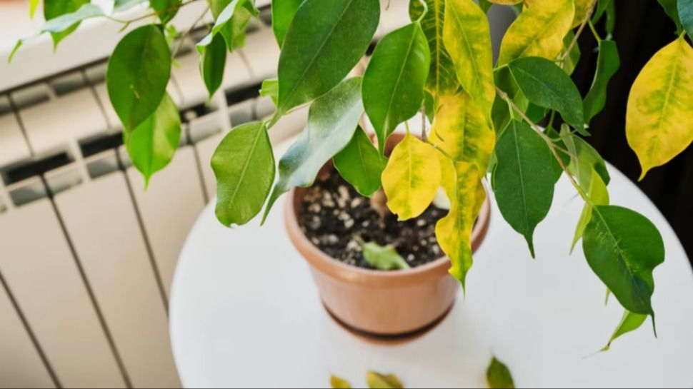 Cómo detectar enfermedades en plantas mirando las hojas y qué hacer