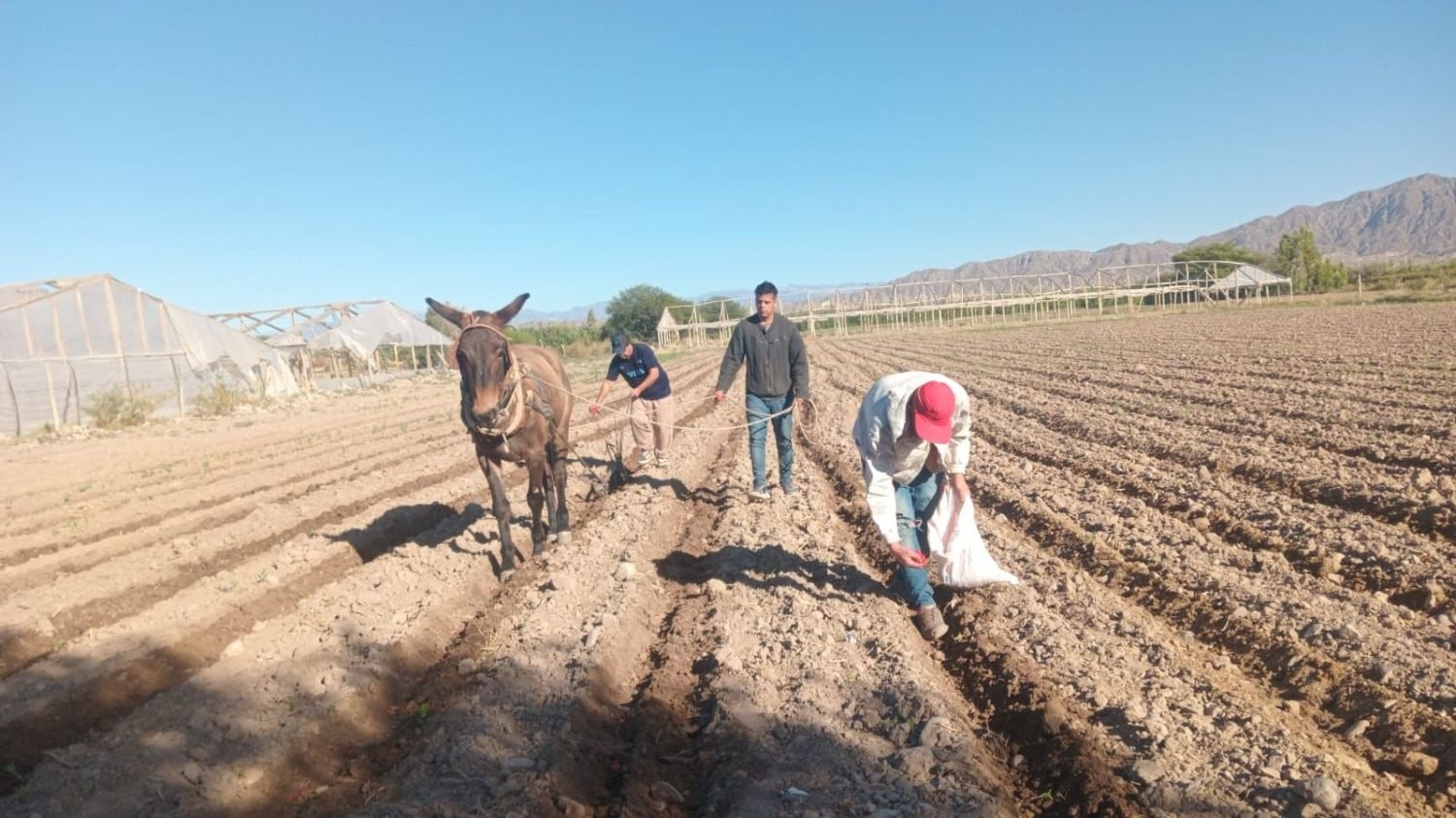 El gobierno encaró un plan para mitigar los daños de cultivos en Albardón