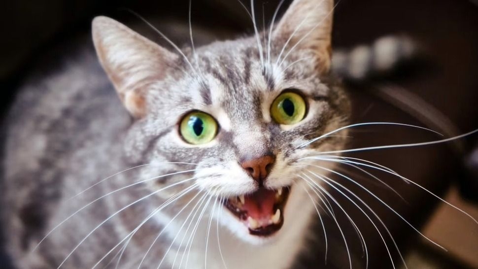 Qué significa que tu gato te responda cuando le hablás