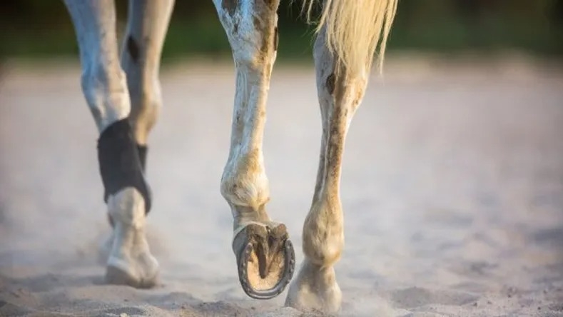 Un hombre terminó hospitalizado tras caer de su caballo en Valle Fértil