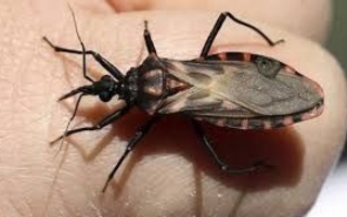 Con la llegada del calor, alertan por el avance del Chagas en San Juan