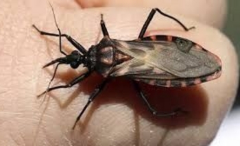 Implementan un modelo integral para frenar la transmisión materno-infantil del Chagas