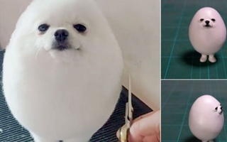 Un perro se volvió viral en redes porque parece un huevo