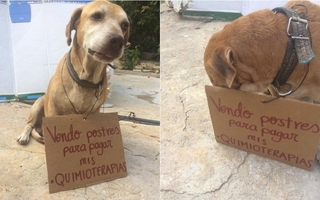 Un perro vende postres para pagar su quimioterapia 
