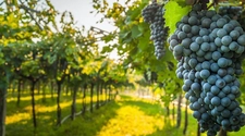 Las bodegas serán la gran atracción durante el fin de semana largo