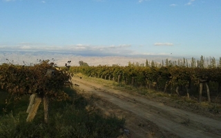 Buscan encargado general de finca en Ullum: requisitos y cómo postularse