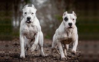 Dos dogos atacaron a dos hombres que terminaron en el hospital Rawson